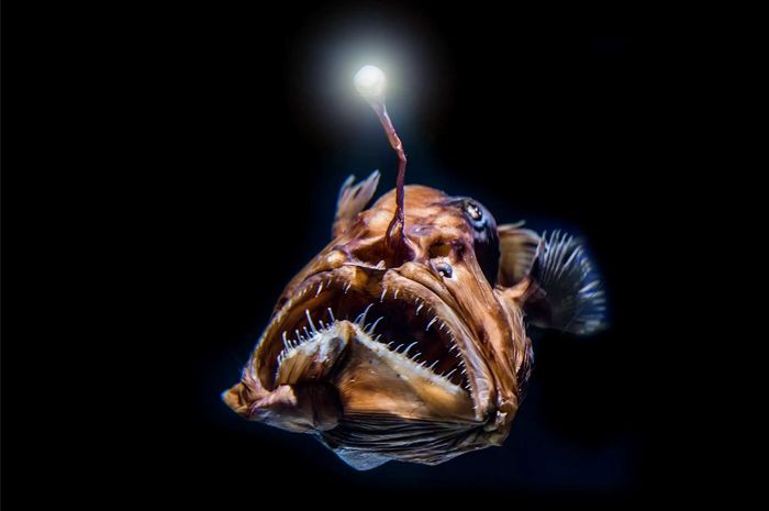 Mengapa Ikan Laut Dalam Terlihat Seperti Alien?