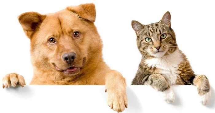 Kucing & Anjing Kerap Membawa Hasil Buruan ke Pemiliknya, Ini Alasannya