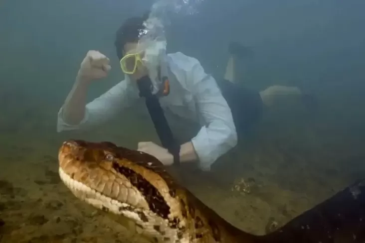 Anaconda Raksasa Ana Julia Mati di Amazon Brasil, Diduga Ditembak