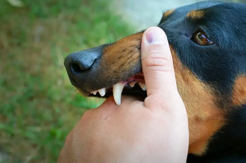 Kenali Penyebab Anjing Agresif dan Suka Menggigit! 4 Cara Melatih Anjing Agar Tidak Menggigit yang Mudah dan Efektif