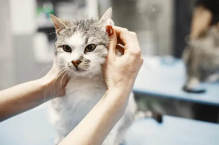 Tidak Perlu Takut, Berikut Tips dan Cara Memandikan Kucing Kecil agar Terhindar dari Penyakit