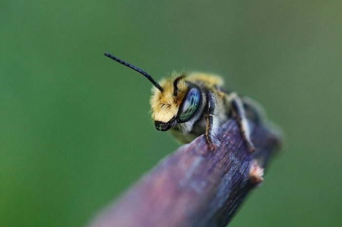 Lebah Berevolusi Menyebar Cepat dari Superbenua Kuno