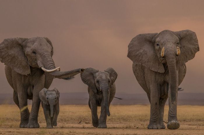 Gajah Liar Afrika Mungkin Menjinakkan Diri Mereka Sendiri