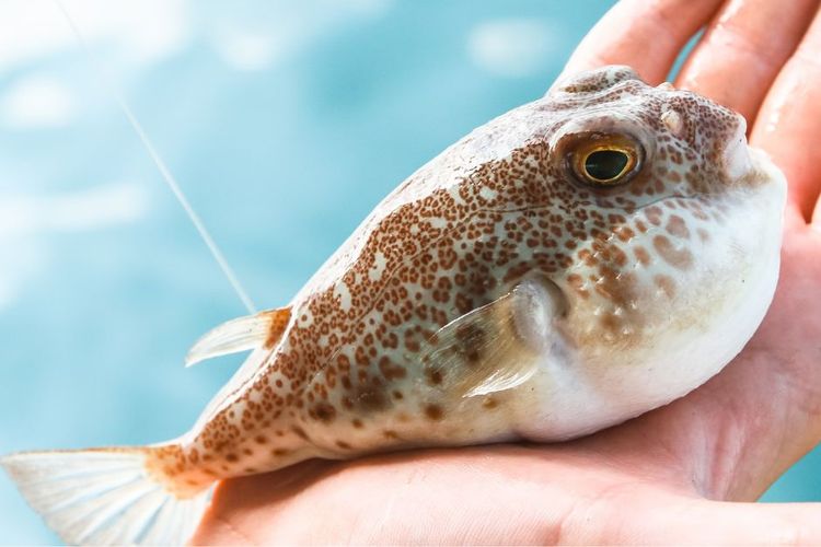 5 Jenis Ikan yang Tidak Memiliki Sisik