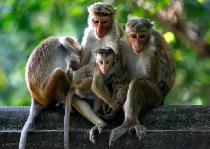Apa Itu Virus Monyet yang Melanda Hong Kong?