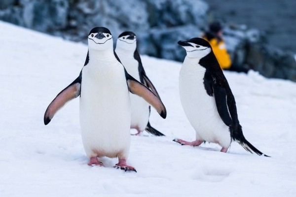 Bagaimana Hewan Pinguin Bisa Bertahan Di Suhu Udara Yang Sangat Dingin ?