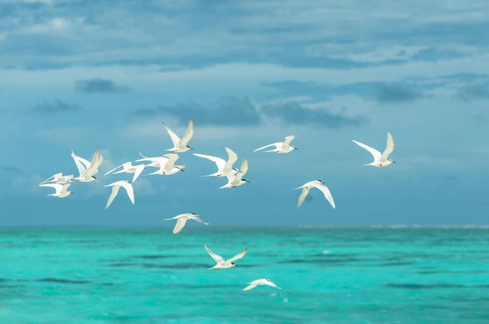 Di Mana Burung Beristirahat saat Terbang di Atas Laut?