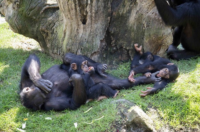 Ternyata Simpanse Saling Menyapa dan Ucap Selamat Tinggal seperti Manusia