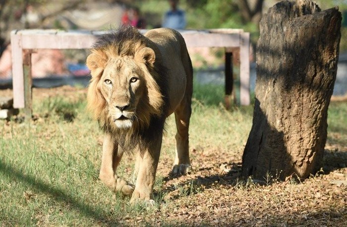 Konflik Manusia Vs Singa Memburuk, Seminggu 10 Ekor Singa Tewas Terbunuh