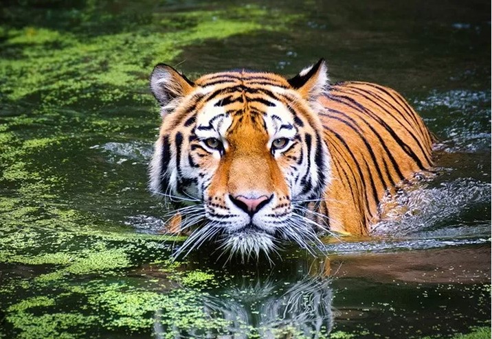 Alasan kenapa Harimau Sumatra Hampir Punah