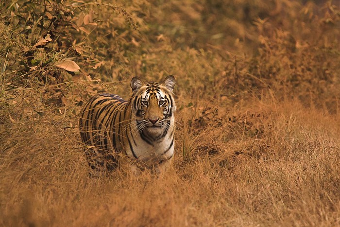5 Fakta Harimau Benggala, Satwa Kuat yang Kini Terancam Punah