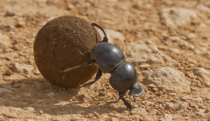 Mengapa Kumbang Kotoran Mengumpulkan Kotoran Hewan Lain?