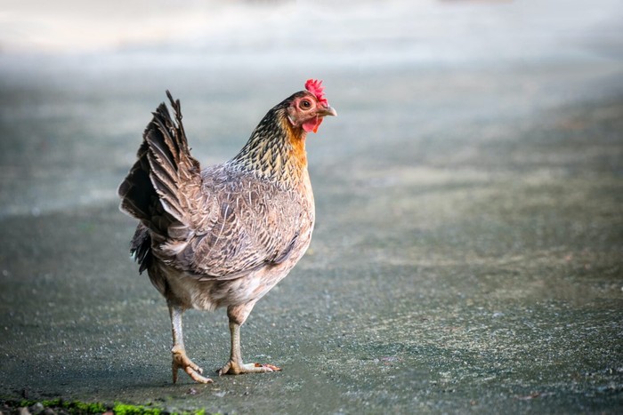 Kisah Mike, Si Ayam Tanpa Kepala yang Bisa Hidup 18 Bulan