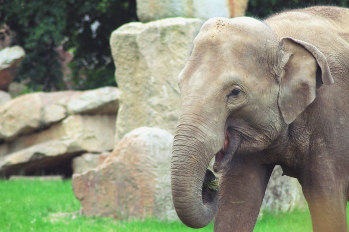 Gajah Fisiknya Besar tapi Benarkah Takut dengan Tikus?