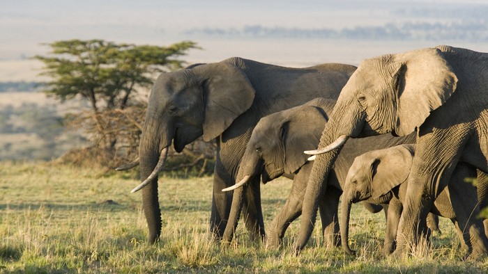 Fakta Gajah: Habitat, Ciri, dan Perannya bagi Manusia