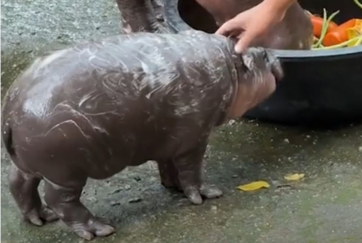 KEHADIRAN bayi  kuda nil kerdil bernama Moo Deng dari Kebun Binatang Terbuka Khao Kheow di Thailand tengah viral di dunia maya. Moo Deng, yang baru berusia 2 bulan dan lahir pada bulan Juli tersebut, menjadi perhatian publik setelah kebun binatang mulai membagikan foto dan video tingkah lucu dan menggemaskan dirinya.