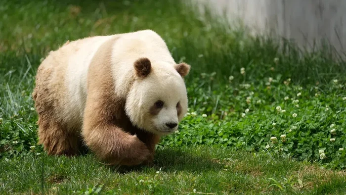 Warna rambut panda tidak semuanya hitam dan putih. Beberapa di antaranya memiliki warna yang berbeda dan para ilmuwan sudah mengetahui penyebabnya.