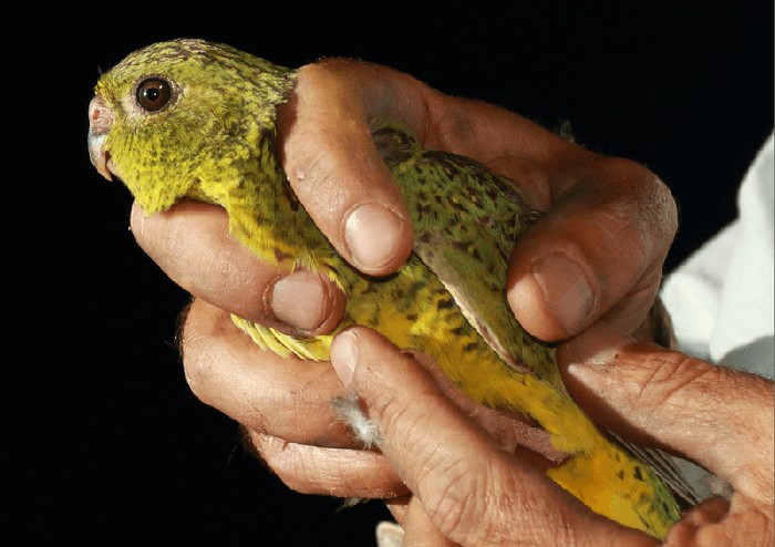 Jakarta - Burung beo malam (Pezoporus occidentalis) adalah salah satu spesies burung yang diperkirakan telah punah selama beberapa dekade. Namun, baru-baru ini, masyarakat Ngururrpa di Australia menemukan sekitar 50 burung beo malam di sebuah koloni baru di wilayah barat negara tersebut. Penemuan ini mengejutkan masyarakat adat Ngururrpa karena selama bertahun-tahun mereka sudah tidak pernah mendengar suara beo malam, bahkan keberadaannya hampir terlupakan. Ini yang membuat burung beo malam termasuk salah satu spesies burung terlangka di dunia.