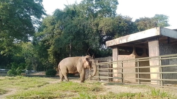 Pengunjung yang datang ke Taman Margasatwa Ragunan tentunya tak boleh sembarang memberi makan hewan. Tapi boleh melihat pemberian makan hewan. Catat ya!