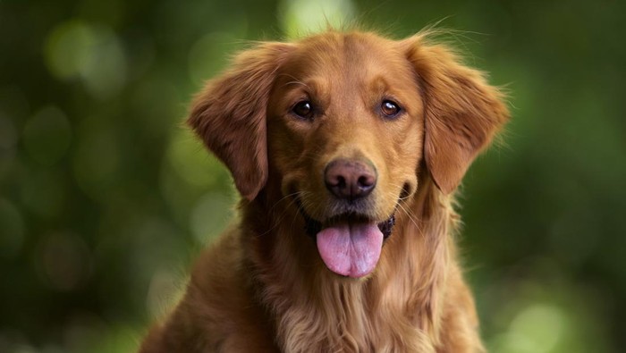 Jogja - Cara menghentikan anjing menggonggong pada malam hari sering menjadi perhatian bagi banyak pemilik hewan. Hal ini karena gonggongan anjing yang tidak terkendali di malam hari bisa mengganggu istirahat keluarga, bahkan tetangga.