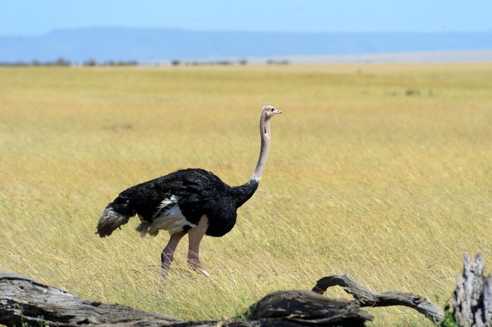 Pernahkah Anda mendengar ungkapan "menyembunyikan kepala di pasir seperti burung unta"?Ungkapan ini telah menjadi bagian dari percakapan sehari-hari kita, menggambarkan seseorang yang menghindari kenyataan atau masalah.