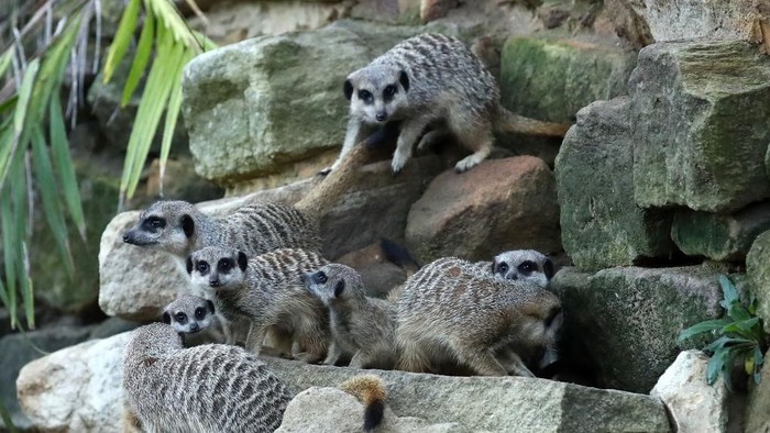 Bagi banyak hewan, tidur adalah aktivitas sosial. Tidur berkelompok dapat memengaruhi waktu tidur mereka, lamanya mereka tidur, dan seberapa dalam mereka tidur. Misalnya, kelompok meerkat mengatur waktu tidur mereka berdasarkan "tradisi tidur".