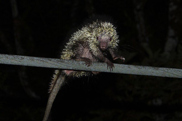 landak (ordo Rodentia) bisa dibilang jadi salah satu pengerat yang cukup akrab di telinga kita berkat tubuh gumpalnya yang ditutupi oleh ribuan duri tajam.