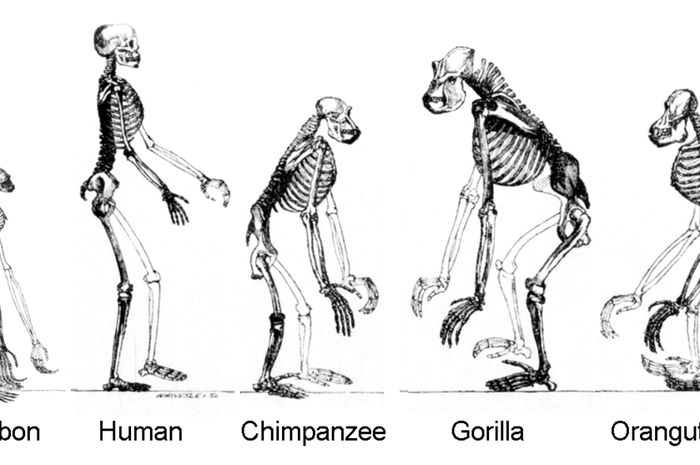 Kita sering mendengar istilah "survival of the fittest" yang erat kaitannya dengan teori evolusi.