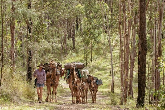 Unta adalah hewan yang identik dengan kawasan tanah Arab atau Timur Tengah. Namun nyatanya, populasi terbesar unta liar saat ini berada di Australia. Kok bisa?