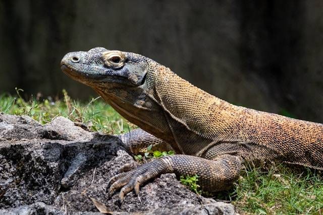 Indonesia adalah negara yang kaya akan flora dan fauna. Bahkan, banyak sekali hewan langka di Indonesia yang dilingungi sekaligus memiliki keunikannya tersendiri. Maka dari itu, perlunya mengetahui daftar hewan yang dilindungi. Tujuannya agar hewan tersebut dapat bertahan dan berkembang biak dengan baik untuk menjaga populasinnya.