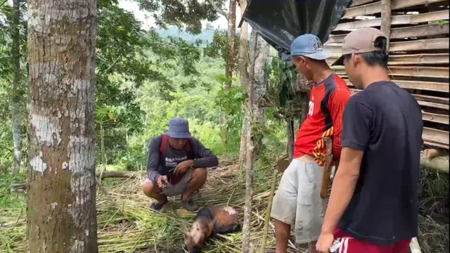 vidtx.com, Lampung - Serangan harimau Sumatera di Kabupaten Pesisir Barat, Lampung, membuat resah warga. Binatang buas tersebut memangsa belasan hewan ternak milik warga, mulai dari sapi, kambing, hingga anjing, selama dua bulan terakhir.