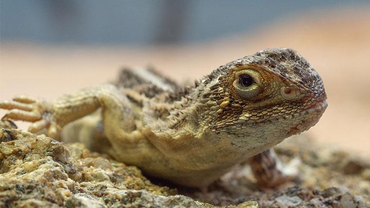 Kadal merupakan salah satu jenis reptil yang dapat dijumpai di hampir semua habitat, mulai dari hutan, rumput, kebun, sawah, rawa, gurun pasir, hingga permukiman dan perkotaan. Kadal juga dapat hidup di kawasan yang berudara sejuk dan di dataran tinggi, seperti pegunungan.