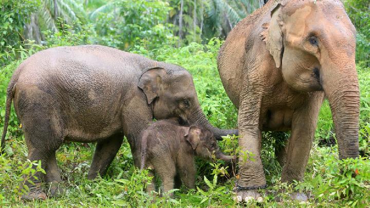 Kementerian Kehutanan RI Ungkap Hasil Investigasi Kematian Gajah di Aceh dan Jambi