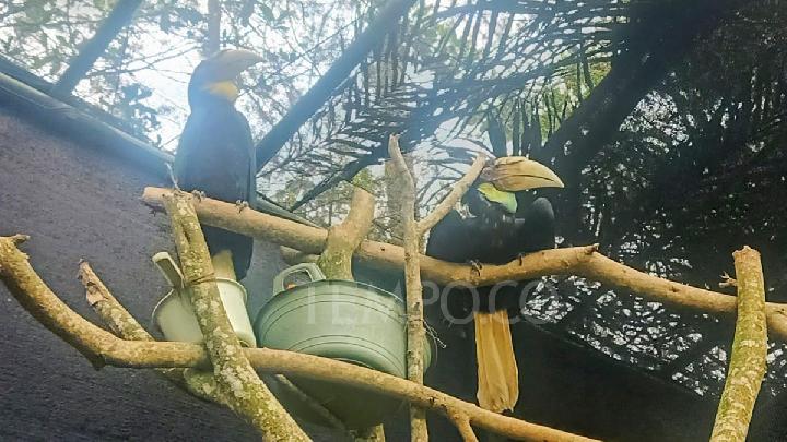 vidtx.com, JAKARTA - Alat dan sistem pernapasan pada hewan berbeda-beda, tak terkecuali pada burung yang berada di kelas Aves dalam filum Chordata. Seperti manusia, hewan juga bernapas untuk mengambil oksigen dan membuang karbon dioksida. Namun pada hewan, sistem pernapasannya berbeda, tergantung jenisnya.